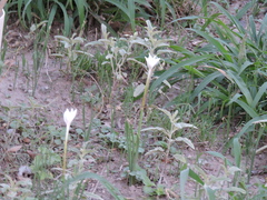 Zephyranthes chlorosolen