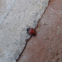 Endomychus biguttatus