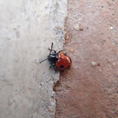 Endomychus biguttatus