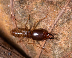 Macrotermes annandalei