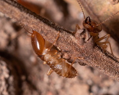 Macrotermes annandalei