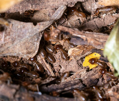 Macrotermes annandalei