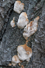 Phellinus