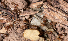 Macrotermes annandalei
