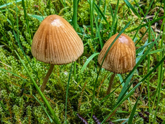 Conocybe