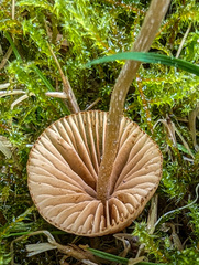 Conocybe