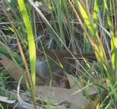 Dasyornis brachypterus