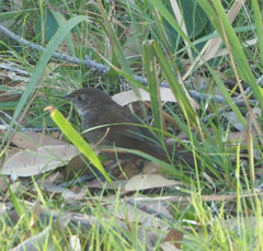 Dasyornis brachypterus