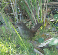 Dasyornis brachypterus
