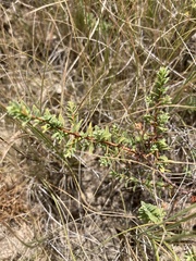 Pimelea spinescens