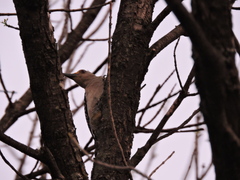 Melanerpes aurifrons