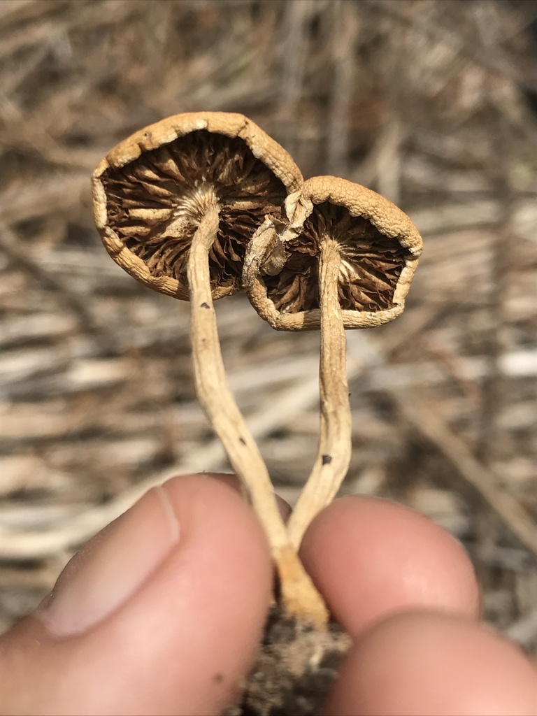 Agrocybe pediades · January 2023 · photo: © tutitah (iNaturalist, cc0)