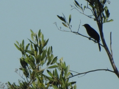 Agelasticus cyanopus