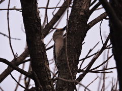 Melanerpes aurifrons