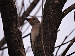 Melanerpes aurifrons