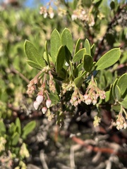 Arctostaphylos densiflora