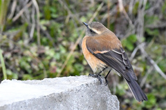 Ochthoeca fumicolor