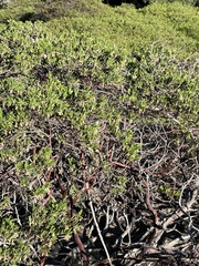 Arctostaphylos densiflora