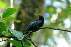 Dicrurus hottentottus