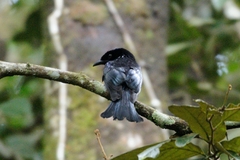 Dicrurus hottentottus