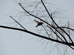 Cynanthus latirostris