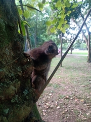 Callithrix jacchus × penicillata