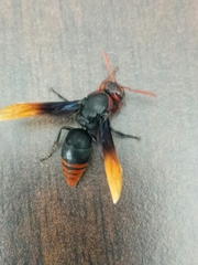 Rhynchium haemorrhoidale