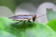 Pseudophyllodromia laticeps