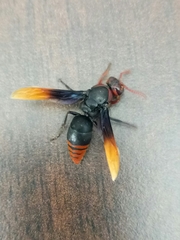 Rhynchium haemorrhoidale