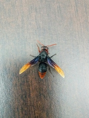Rhynchium haemorrhoidale