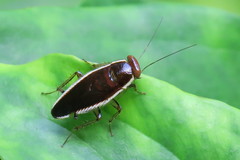 Pseudophyllodromia laticeps