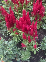 Celosia