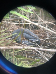 Nerodia fasciata pictiventris