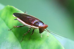 Pseudophyllodromia laticeps