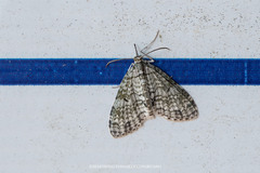 Larentiinae