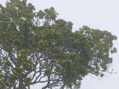 Himatione sanguinea