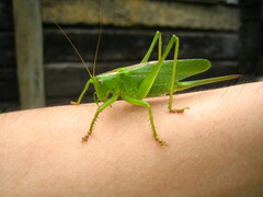 Tettigonia orientalis