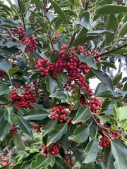 Ilex rotunda