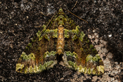 Austrocidaria callichlora