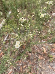 Erigeron bonariensis