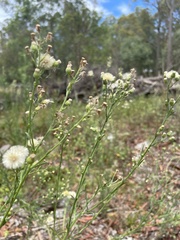 Erigeron bonariensis