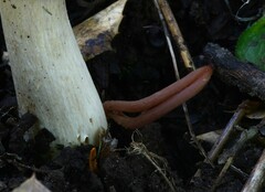 Clavaria rosea