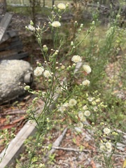 Erigeron bonariensis