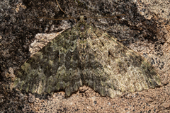 Austrocidaria umbrosa