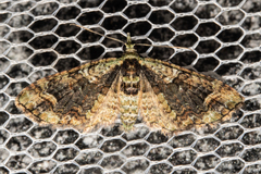 Pasiphila bilineolata