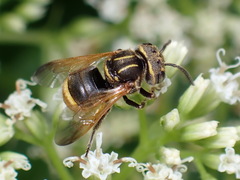 Hoplostelis