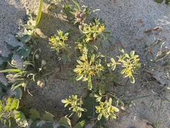 Cleomella obtusifolia