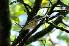 Pteruthius aeralatus