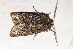 Ichneutica petrograpta