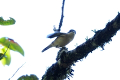 Pteruthius aeralatus